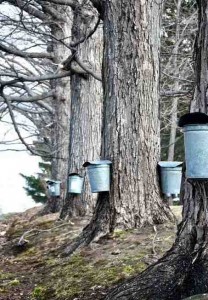 Tribe sees syrup as way out of poverty. Photo credit: goodnewsnetwork.org